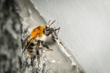Nahaufnahme einer Hummel die an einer Wand krabbelt, Deutschland © stgrafix
