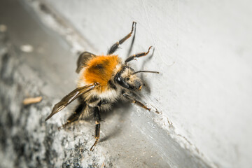 Nahaufnahme einer Hummel die an einer Wand krabbelt, Deutschland © stgrafix