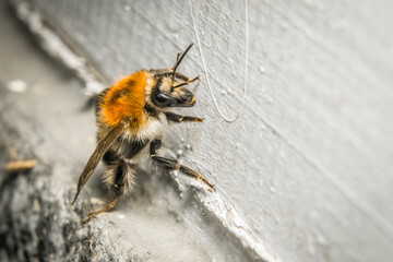 Nahaufnahme einer Hummel die an einer Wand krabbelt, Deutschland © stgrafix