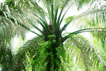Fototapeta premium photography of palm oil plantation industry with bright sunlight in the morning