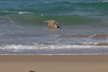 crested tern