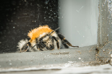 Nahaufnahme einer erschöpften Hummel hinter einer schmutzigen Glasscheibe, Deutschland