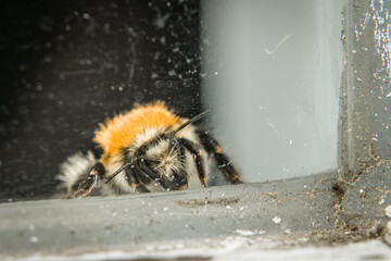 Nahaufnahme einer erschöpften Hummel hinter einer schmutzigen Glasscheibe, Deutschland