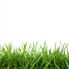 Obraz premium Tall Grass Patch with White Background