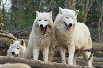 Pack of three Arctic Wolfs (Canis lupus arctos)