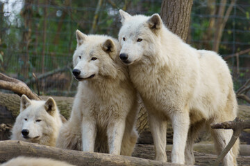 Pack of three Arctic Wolfs (Canis lupus arctos)