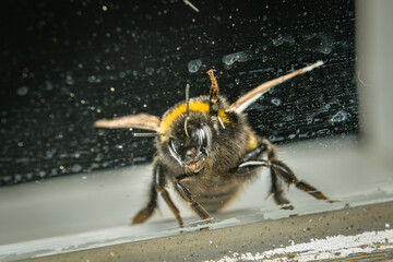 Nahaufnahme einer erschöpften Hummel hinter einer schmutzigen Glasscheibe, Deutschland