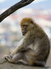 Barbary macaque (Macaca sylvanus or Barbary ape or magot) sitting on a stone