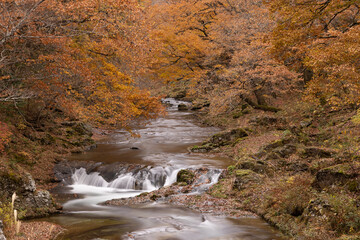 黄葉のトンネル