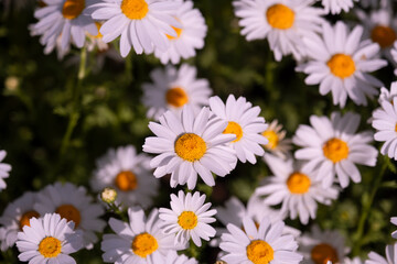Fototapeta premium Blooming Daisy: A Symbol of Simplicity and Beauty
