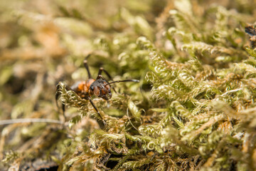 Nahaufnahme einer Ameise an der Moos bewachsenen Rinde und Stamm eines Apfel Baum, Deutschland