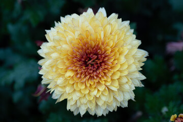 Obraz premium Yellow chrysanthemums in the park