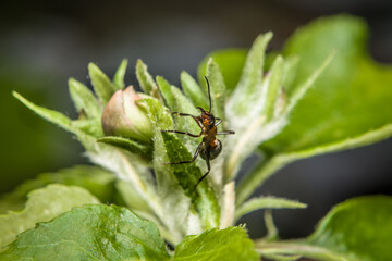Nahaufnahme einer Ameise an den Blüten Knospen auf einem Apfel Baum, Deutschland