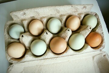 colored chicken eggs come in brown and green