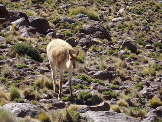 Vicuna, a camelid of the altiplano, in Chile. Wild animal in south america, in the meadows in high...