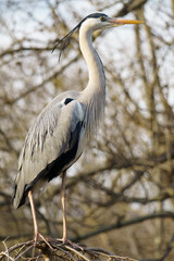 A Grey heron (Ardea cinerea) standing on its nest