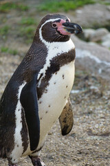 Portrait of a South American Humboldt penguin