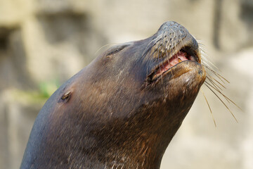 Portrait of a barking South American sea lion (Otaria flavescens)