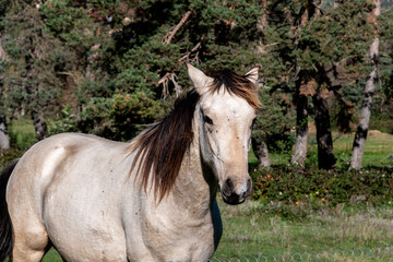 Gros plan de la t&ecirc;te d'un cheval gris clair au soleil par une belle journ&eacute;e d'automne au bord du chemin de randonn&eacute;e d'Apchat dans le puy de dome