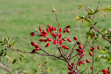 branche recouverte de cynorhodons rouge &eacute;clair&eacute;s par un rayon de soleil en automne au bord d'un chemin de randonn&eacute;e dans le puy de D&ocirc;me