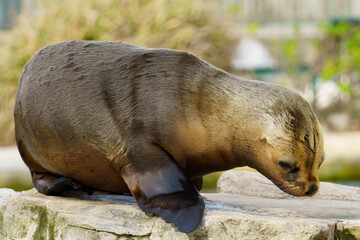 Fototapeta premium Portrait of a South American baby sea lion