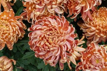 Orange chrysanthemums in the park