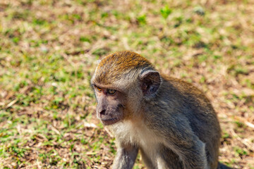 Monkey in the nature, Island Nusa Penida, Indonesia, Southeast Asia.