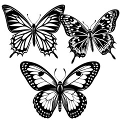 collection of butterflies
