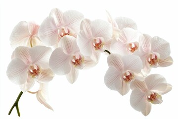 Obraz premium Delicate pink and white orchids with a green stem.