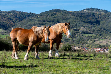 Deux superbes chevaux de trait dans un pré avec en arrière plan les montagne autour D'ardes sur Couze au bord du chemin de randonnée d'Apchat par une journée automnale