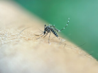 Close up of a mosquito sucking blood in a human body, macro shot of Asian tiger mosquito (Aedes...