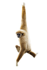 White handed Gibbon or Lar Gibbon hanging from a tree on a white background © Alexander