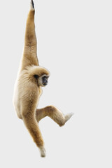 White handed Gibbon or Lar Gibbon hanging from a tree on a white background