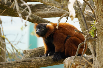 Close up of a Red ruffed lemur (Varecia rubra)