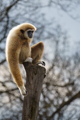 White handed Gibbon or Lar Gibbon sitting on a tree