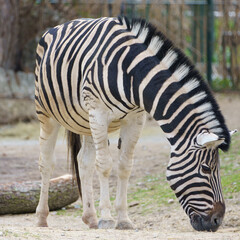 Portrait of a Burchells Zebras (Equus quagga burchelli)