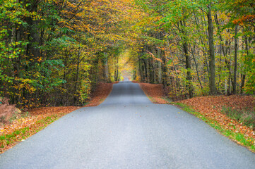 path in autumn forest
