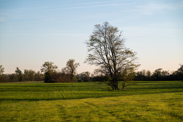 A tree in the middle of a green field of grass projects long shadows at sunset. We are in the countryside of Spilimbergo in North Italy.