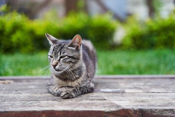 Gray cute street cat sitting on a bench. High quality photo