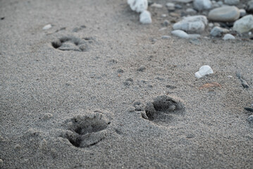 Deer hoof footprints in the Tagliamento river riverbed:sand: the trails are used by the hunters for tracking purpose