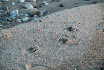 Deer hoof footprints in the Tagliamento river riverbed:sand: the trails are used by the hunters for...