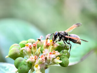 Close up of wasps sucking wild plant nectar