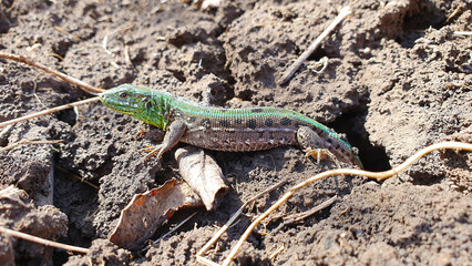 European lizard comes out of its burrow. Beautiful green and brown exotic lizard in natural environment.