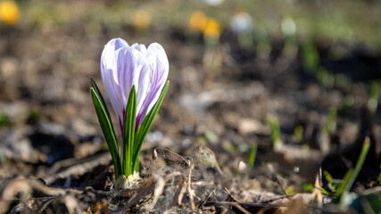 Obraz premium Spring crocus, Giant Dutch crocus, crocuses flowering on a garden meadow in sunny spring day.
