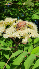 May bug on the tree. Cockchafer on a blooming tree branch. Harmful insect in the garden.