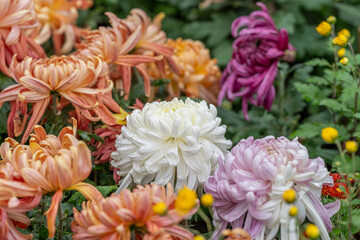 Chrysanthemum exhibition in the park