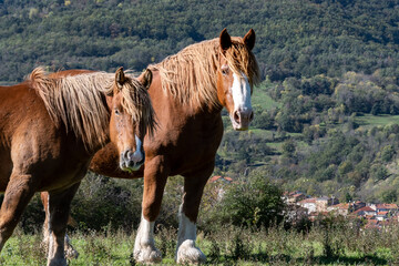 Deux chevaux dans un champs au bord du chemin de randonn&eacute;e d'Apchat en Auvergne dans le put de d&ocirc;me par une belle journ&eacute;e d'autonme