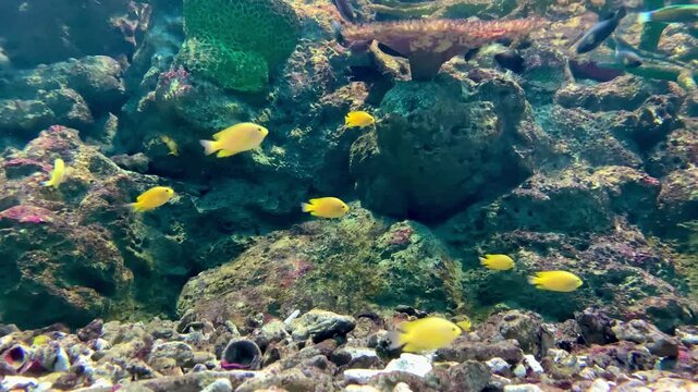 Vibrant Yellow Fish in a Coral Reef Underwater Scene
