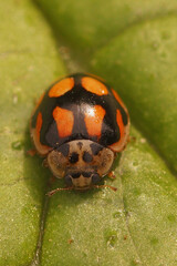 Closeup on a European ten-spotted ladybird, Adalia decempunctat