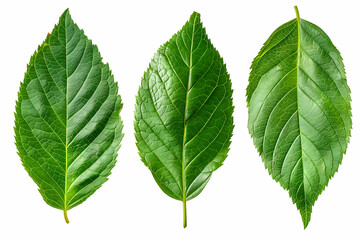 Obraz premium Green leave isolated white background